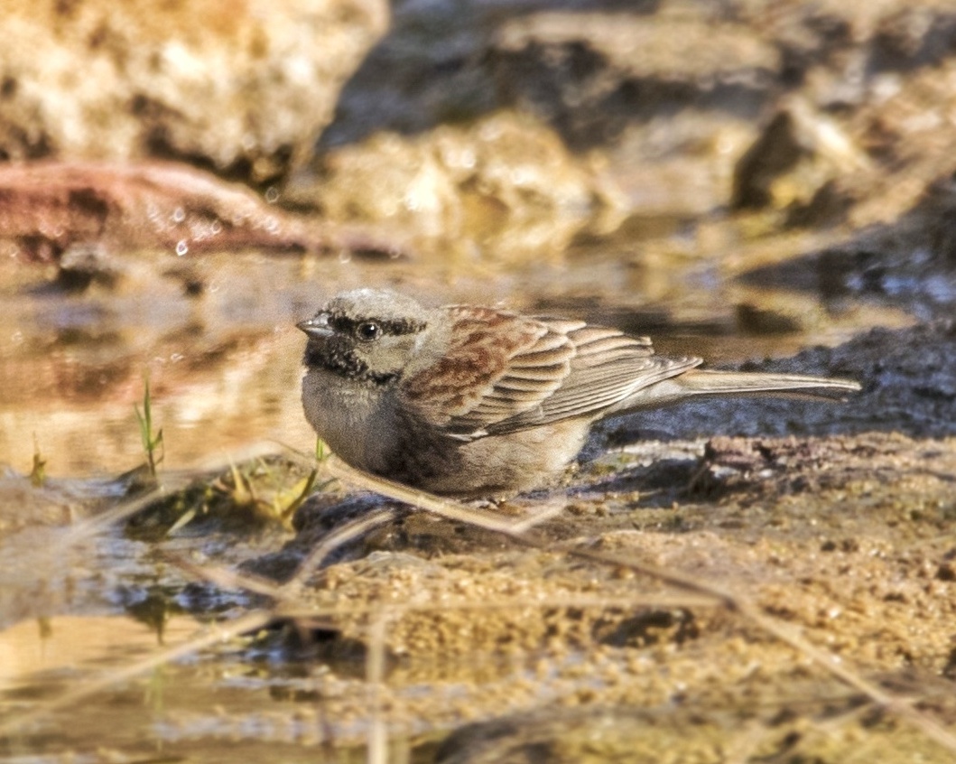White-capped Bunting